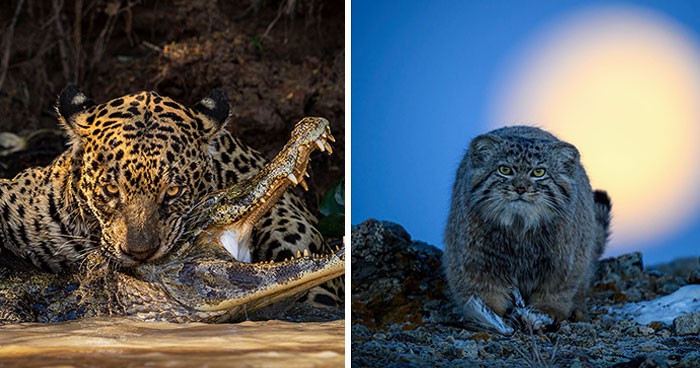 15 fascynujących zgłoszeń do konkursu Wildlife Photographer of the Year 2024!