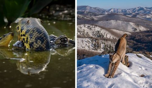 Oto 15 zwycięskich zdjęć konkursu Wildlife Photographer of the Year 2024!