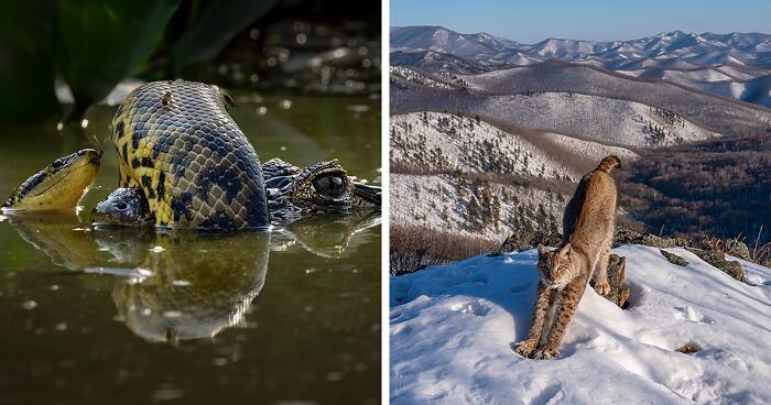 Oto 15 zwycięskich zdjęć konkursu Wildlife Photographer of the Year 2024!