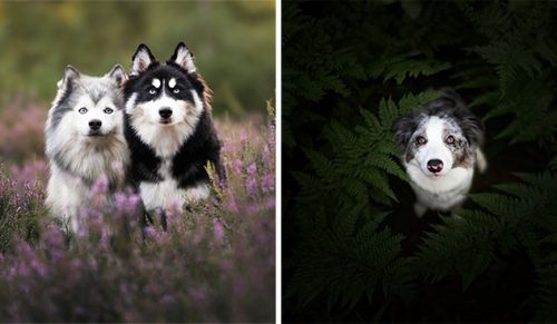 24 profesjonalnych zdjęć fotografki psów!