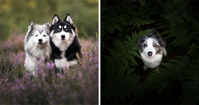 24 profesjonalnych zdjęć fotografki psów!