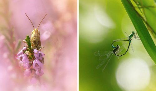 Ten fotograf makro skupia się na małych rzeczach, które zwykle pozostają niezauważone!