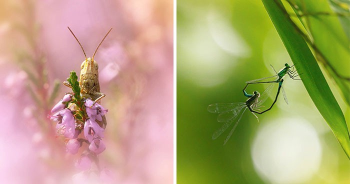 Ten fotograf makro skupia się na małych rzeczach, które zwykle pozostają niezauważone!