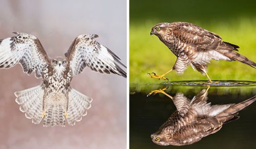 Ten fotograf uwiecznia ptaki w oszałamiających szczegółach – oto jego 30 najlepszych zdjęć!