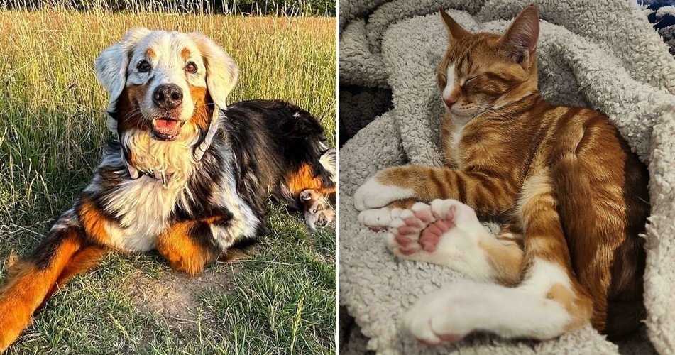 30 najrzadszych mutacji genetycznych, jakie kiedykolwiek zauważono u zwierząt!