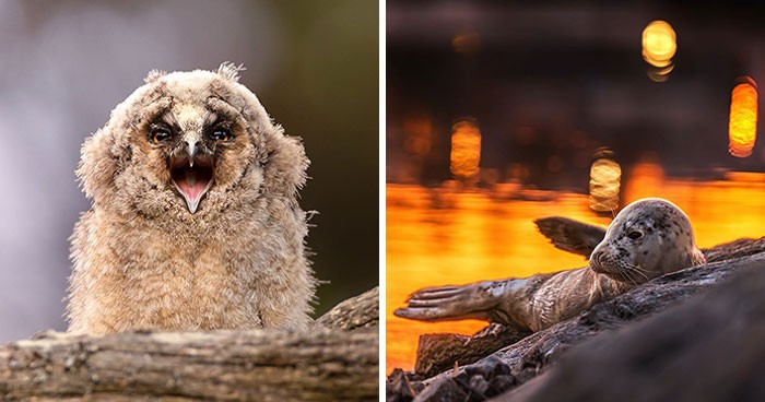 30 pięknych zdjęć dzikiej przyrody autorstwa fińskiego fotografa Ossiego Saarinena!