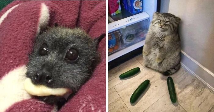 30 zdjęć zwierząt, które mogą rozgrzać twoje serce i wywołać uśmiech na twarzy!