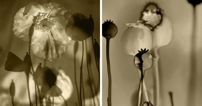 Oniryczne fotografie maków autorstwa Julie Wang!