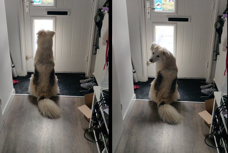 25 zwierząt, które z pewnością rozjaśnią twój dzień!