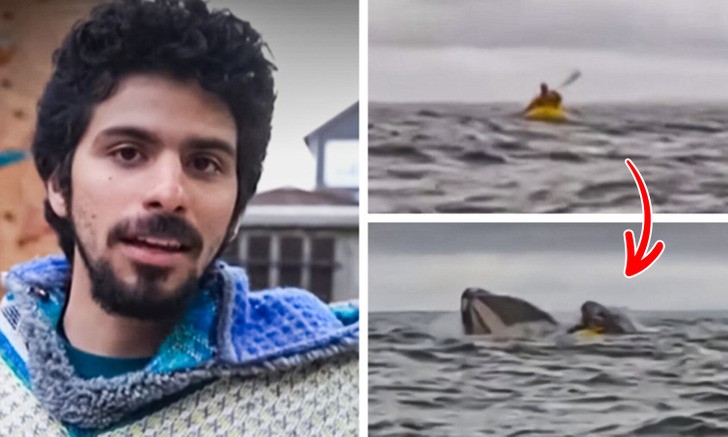 Mężczyzna ujawnia, jak się czuł, gdy połknął go wieloryb i jak przeżył!