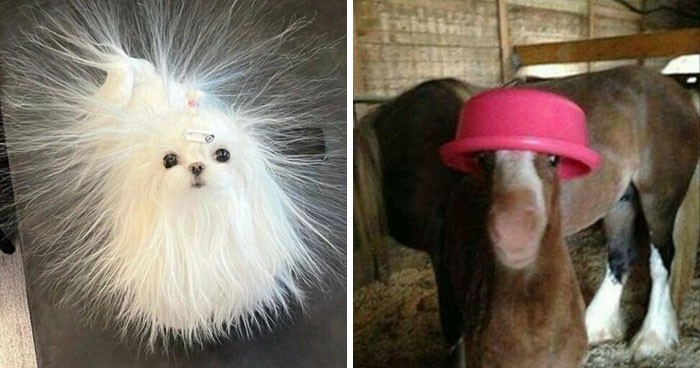 30 zdjęć zwierząt, które zachowywały się tak dziwnie, iż trafiły na stronę „Not My Animal”!