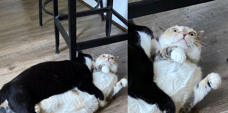 13 zwierząt, które traktują swój dom jak plan serialu komediowego!