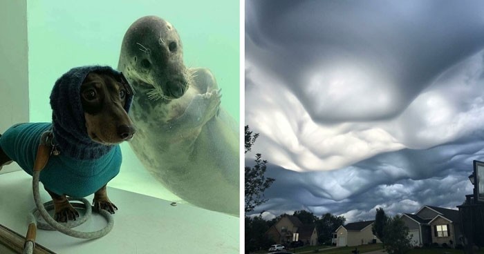 30 uderzająco dziwne obrazy ze specjalnie dedykowanej do tego strony!