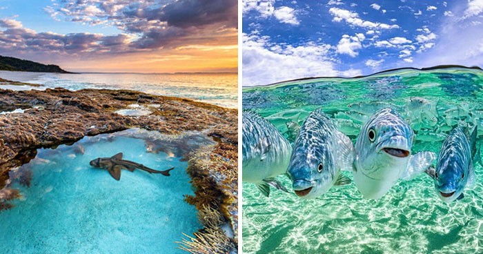 30 niesamowitych zdjęć życia morskiego uchwyconych przez Jordana Robinsa!