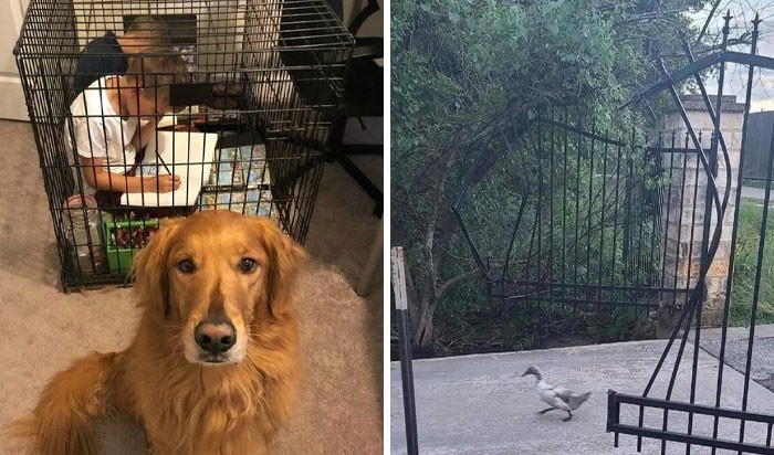 30 zabawnych momentów, w których zwierzęta są dramatem, bez rozwiązań!