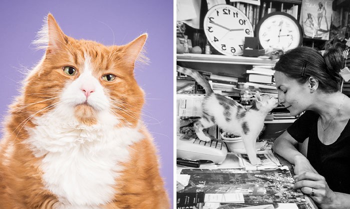 30 perfekcyjnych zdjęć kotów, które mogą rozgrzać twoją duszę (i rozśmieszyć)!