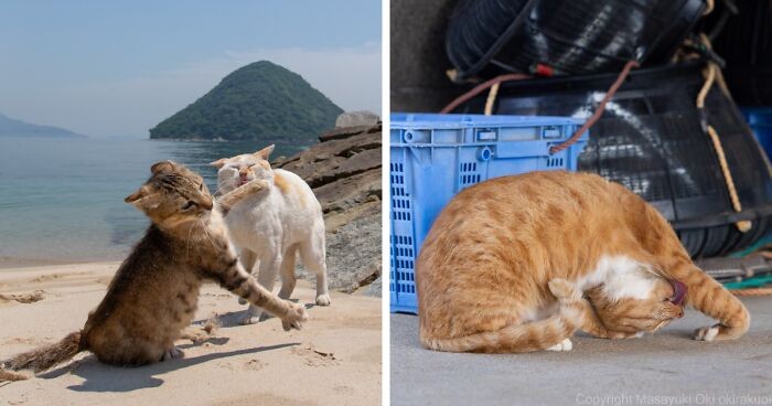 Celebrowanie ekscentrycznej i zabawowej strony kotów: 30 zdjęć Masayukiego Oki!