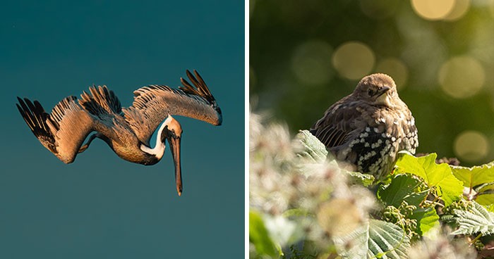 30 uderzających zdjęć dzikich ptaków, które pokazują, jak majestatyczna może być natura!