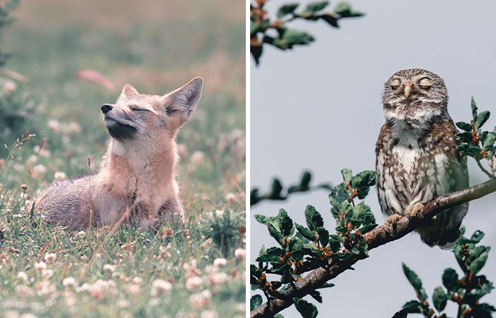 30 zapierających dech w piersiach zdjęć dzikiej przyrody autorstwa Jürgena Schulmeistera!