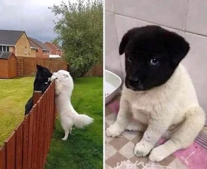 25 zwierząt, które mogą ukoić nawet najzimniejsze serca!