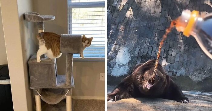 26 razy, gdy zwierzęta były jednocześnie urocze i koszmarne!