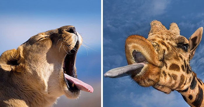 26 najnowszych zdjęć dzikiej przyrody autorstwa Joe Neely’ego dowodzi, iż najlepsze chwile nigdy nie są planowane!