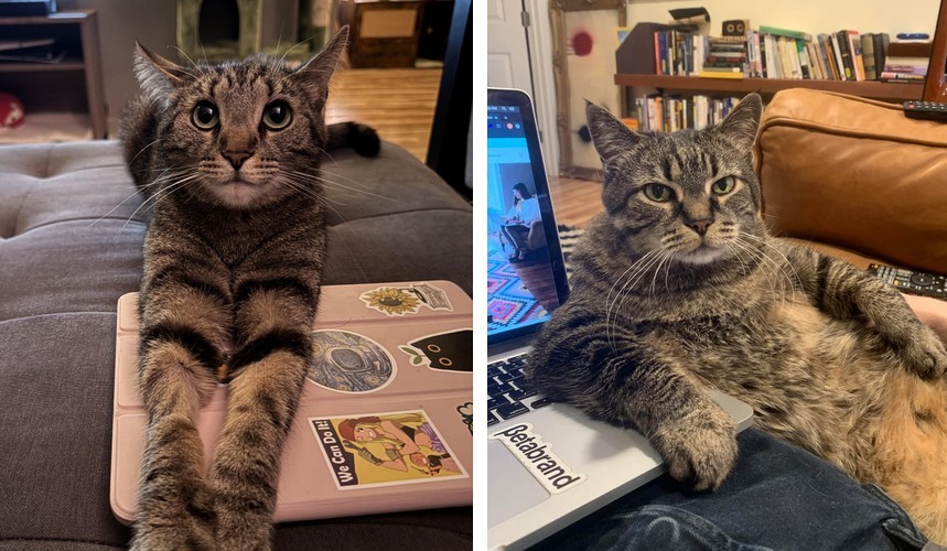 20 puszystych słodziaków, które wiedzą, jak nas rozweselić!