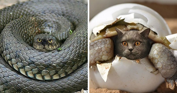 30 nowe zdjęcia ze świata, w którym wszystko ma koci pyszczek!