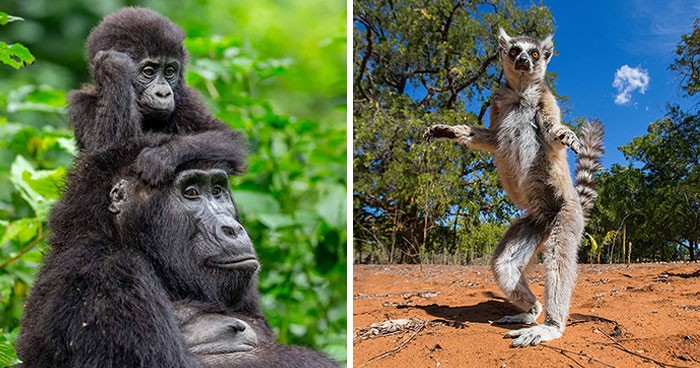 30 potężnych zdjęć dzikiej przyrody wykonanych przez Andreya Gudkova!