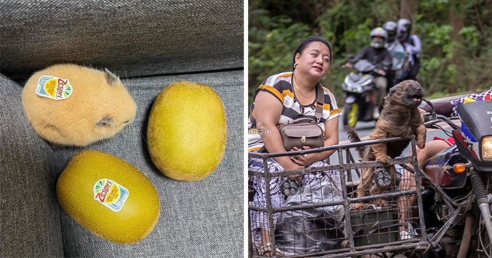 Ludzie dzielą się uroczymi momentami ze zwierzętami w tej grupie na Facebooku!