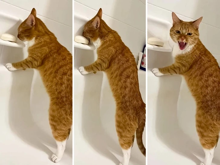 15 zabawnych momentów ze zwierzętami, które wywołają uśmiech na twojej twarzy!