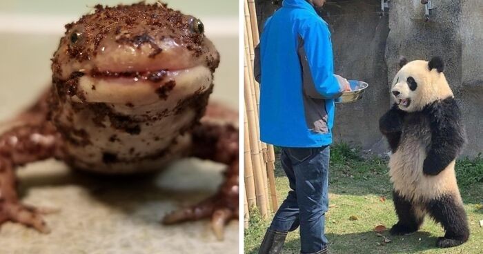 30 absurdalnych i zabawnych zdjęć zwierząt, które poprawią ci humor!