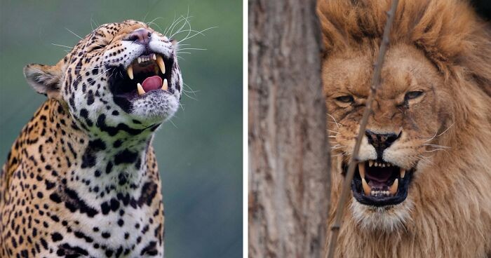 17 zdjęć zwierząt wyglądających, jakby opowiadały sobie żart!