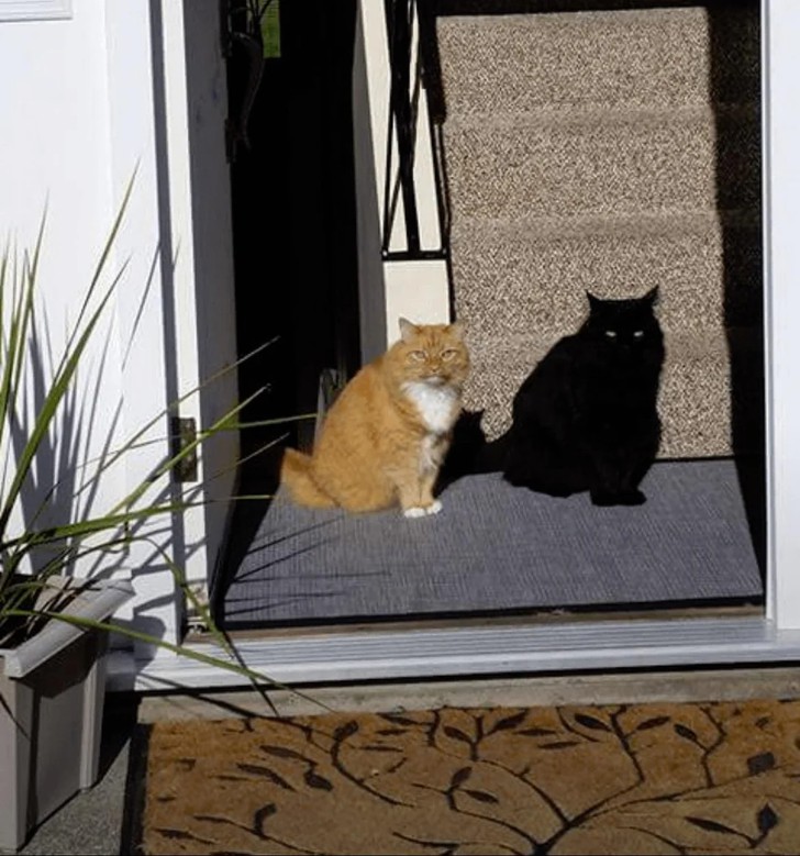 30 codziennych zdjęć, które są zabawniejsze niż powinny!