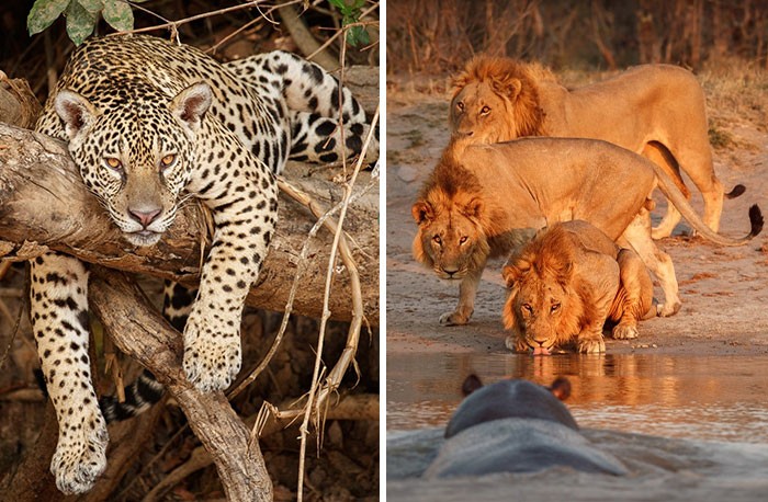 30 niesamowite zdjęcia dzikich zwierząt w ich naturalnym środowisku!