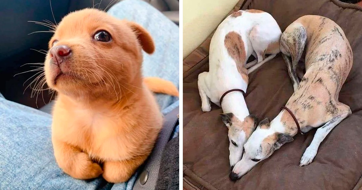 „Oto, co widzisz u bram niebios”: 30 najsłodszych zdjęć psów w historii!