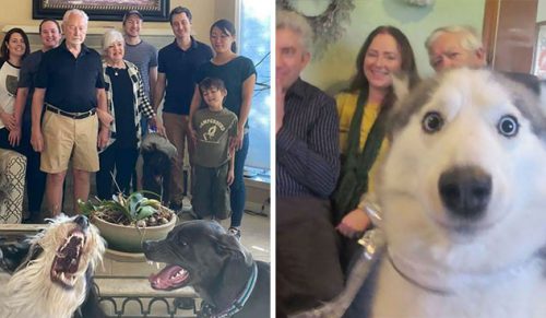 30 zabawnych sytuacji, w których zwierzaki zrujnowały idealne ujęcie i ukradły cały blask reflektorów!