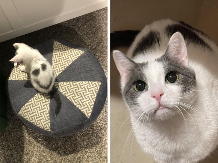 15 zwierzaków, które wyglądają jak komedia i katastrofa w jednym!