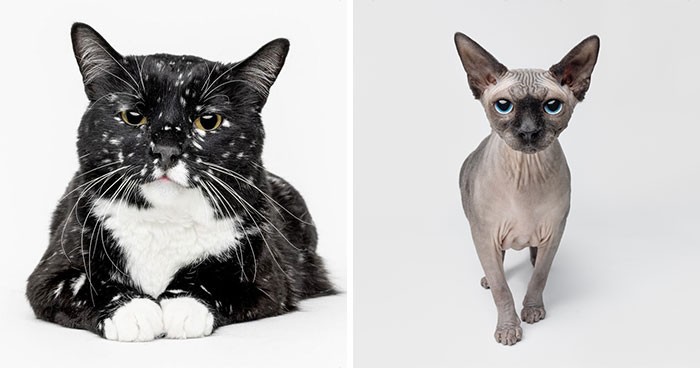25 ekspresyjnych i zwariowanych kotów sfotografowanych przez Grega Murraya!