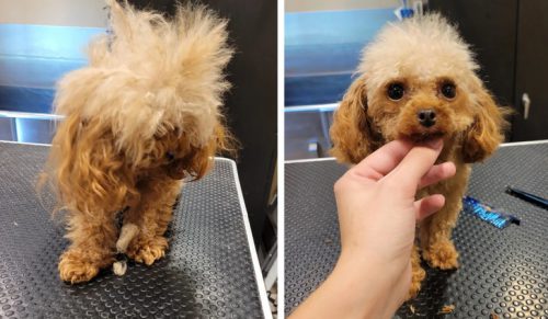 16 psów, które przeszły niesamowitą metamorfozę dzięki fryzjerowi!