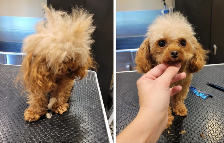 16 psów, które przeszły niesamowitą metamorfozę dzięki fryzjerowi!