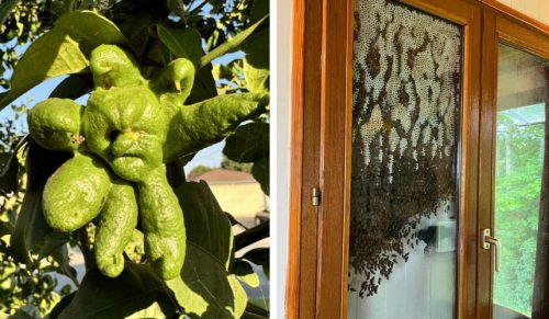 17 osób, które uchwyciły naturę robiącą coś zupełnie nieoczekiwanego!