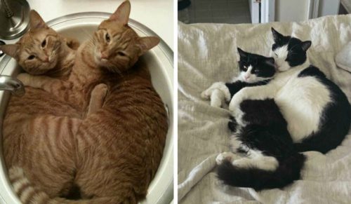 30 uroczych par zwierząt, które stworzyły niespodziewane więzi i roztopiły serca wszystkich!