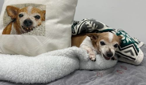 22 chwile, gdy nieskończona cierpliwość i szczypta talentu stworzyły coś niesamowitego!