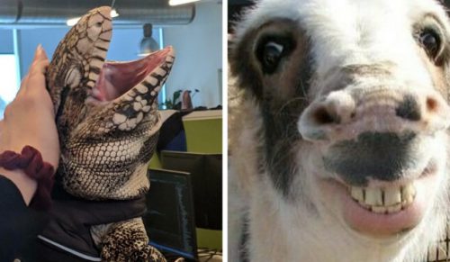 30 zdjęć zwierząt, które zasługują na miejsce w Niezręcznej Galerii Sław!