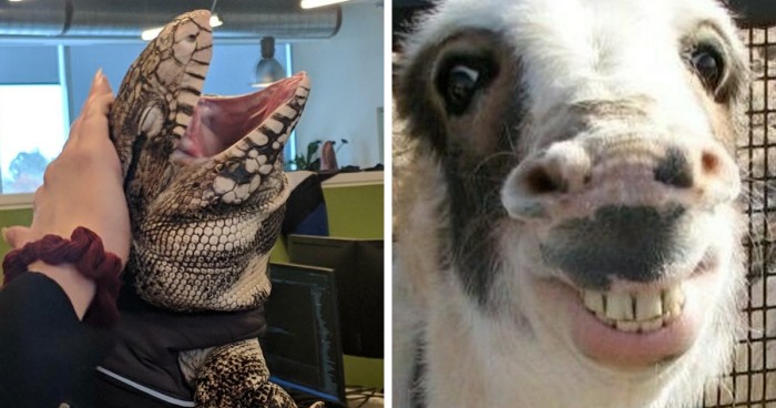 30 zdjęć zwierząt, które zasługują na miejsce w Niezręcznej Galerii Sław!