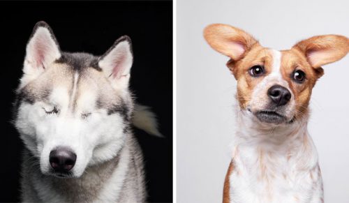 Fotograf zrobił piękne portrety 15 uratowanych psów, a oto efekt!