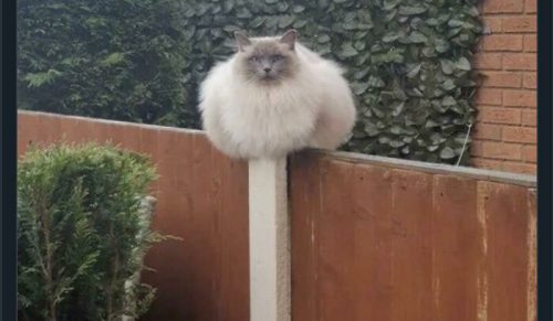 47 razy, gdy internauci dostrzegli „absolute units” i podzielili się zdjęciami