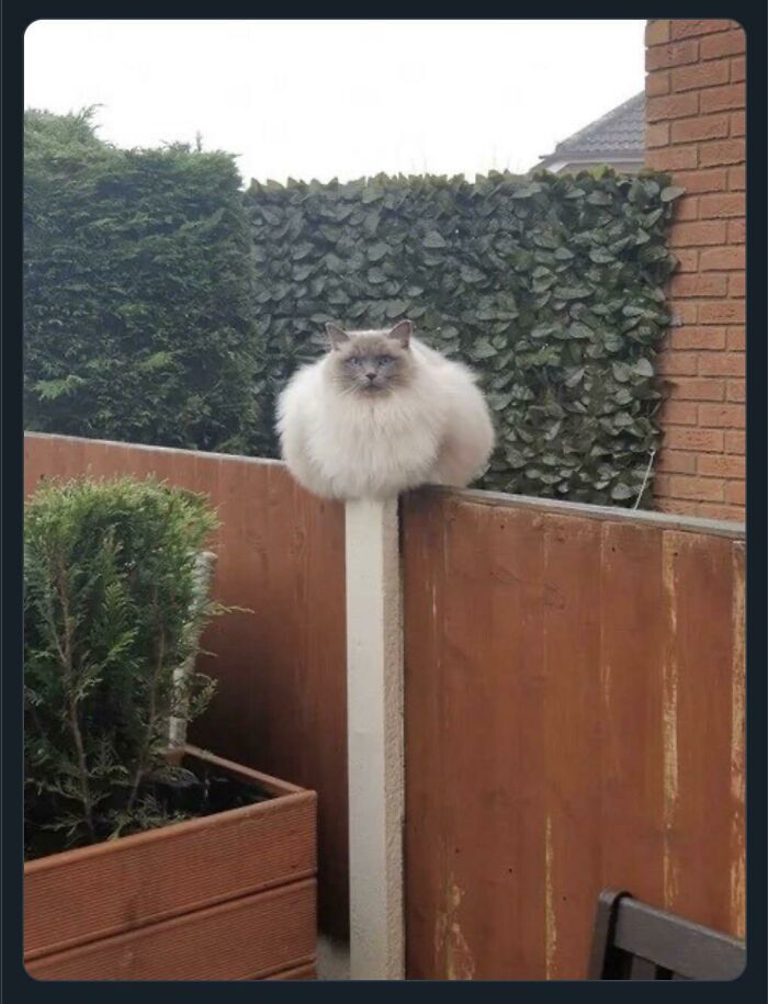 47 razy, gdy internauci dostrzegli „absolute units” i podzielili się zdjęciami