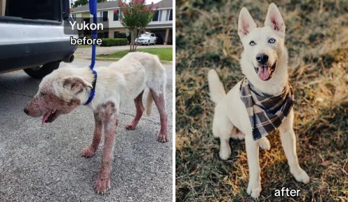 „Pies, który mnie uratował”: 80 zdjęć psów przed i po adopcji, które leczą duszę